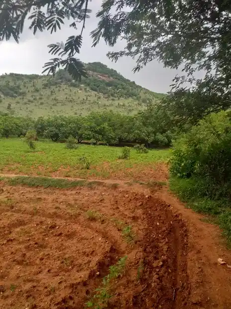 Arulmigu Sennampatti Kannimaar Temple, Alagupatti - 624709 Arulmigu Sennampatti Kannimaar Temple, Alagupatti - 624709, Dindigul - Ancient Temple Architecture and History Image 3