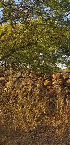 Arulmigu Sennampatti Kannimaar Temple, Alagupatti - 624709 Arulmigu Sennampatti Kannimaar Temple, Alagupatti - 624709, Dindigul - Ancient Temple Architecture and History Image 10