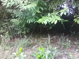 Arulmigu Settaikkaran Temple, Eetchempatti - 622002 அருள்மிகு சேட்டைக்காரன் திருக்கோயில், Eetchempatti - 622002, Pudukkottai - Ancient Temple Architecture and History Image 4