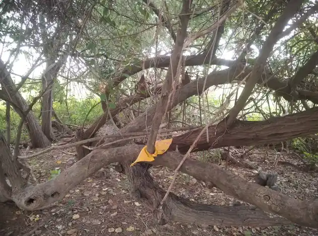 Arulmigu Sevantharappan Temple, Kothrappatti - 622110 Arulmigu Sevantharappan Temple, Kothrappatti - 622110, Pudukkottai - Ancient Temple Architecture and History Image 2
