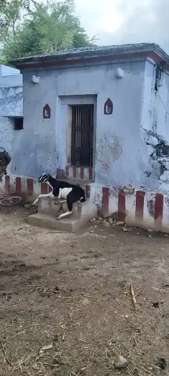 Arulmigu Sithi Vinayagar Temple, Iluppaiyurani - 628503 அருள்மிகு சித்தி விநாயகர் திருக்கோயில், Iluppaiyurani - 628503, Thoothukudi - Ancient Temple Architecture and History Image 2