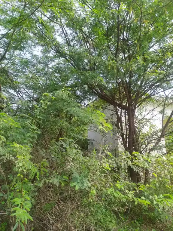 Arulmigu Sivaganathesigar Temple, Malaiyadikurichi - 627011