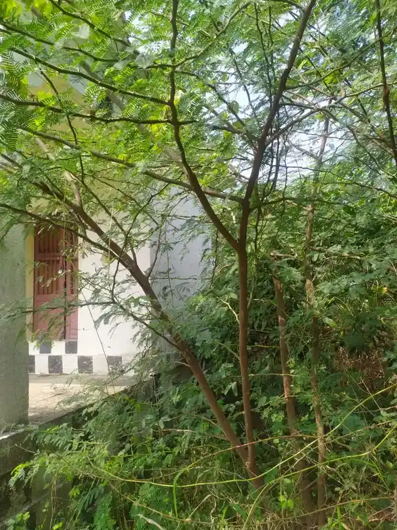 Arulmigu Sivaganathesigar Temple, Malaiyadikurichi - 627011 அருள்மிகு சிவஞான தேசிகர் திருக்கோயில், Malaiyadikurichi - 627011, Tenkasi - Ancient Temple Architecture and History Image 3