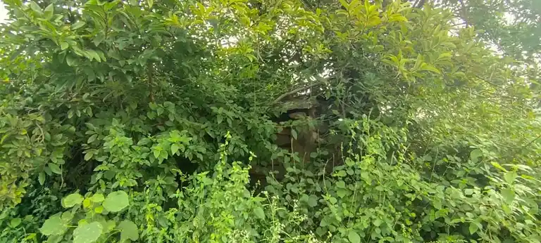 Arulmigu Sonneypatti Thimmaraya Swamy Temple, Sengodachinnahalli - 635118 Arulmigu Sonneypatti Thimmaraya Swamy Temple, Sengodachinnahalli - 635118, Krishnagiri - Ancient Temple Architecture and History Image 3