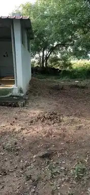 Arulmigu Sowlapuriamman Vakaiyara Temple, Santhaipalaiyam - 638459 அருள்மிகு சௌலாபுரியம்மன் வகையறா திருக்கோயில், Santhaipalaiyam - 638459, Erode - Ancient Temple Architecture and History Image 2