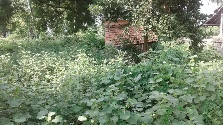 Arulmigu Sowmiyanathaswamy Temple, Punjai Sangenthi - 621713 அருள்மிகு சுவாமிநாதசுவாமி திருக்கோயில், Punjai Sangenthi, Punjai Sangenthi - 621713, Thiruchirappalli - Ancient Temple Architecture and History Image 4