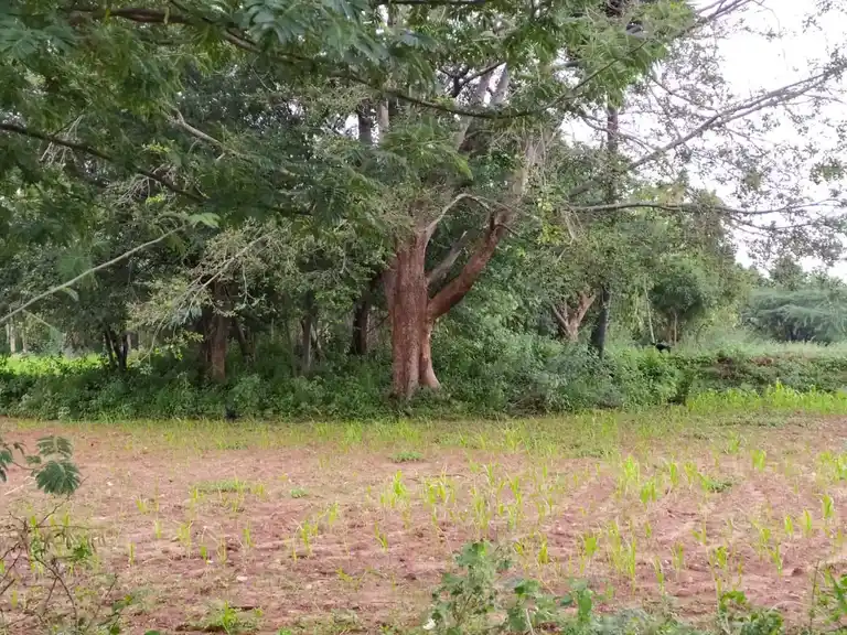 Arulmigu Sri Muthu Vinayagar Temple, Sukkampatty - 624801