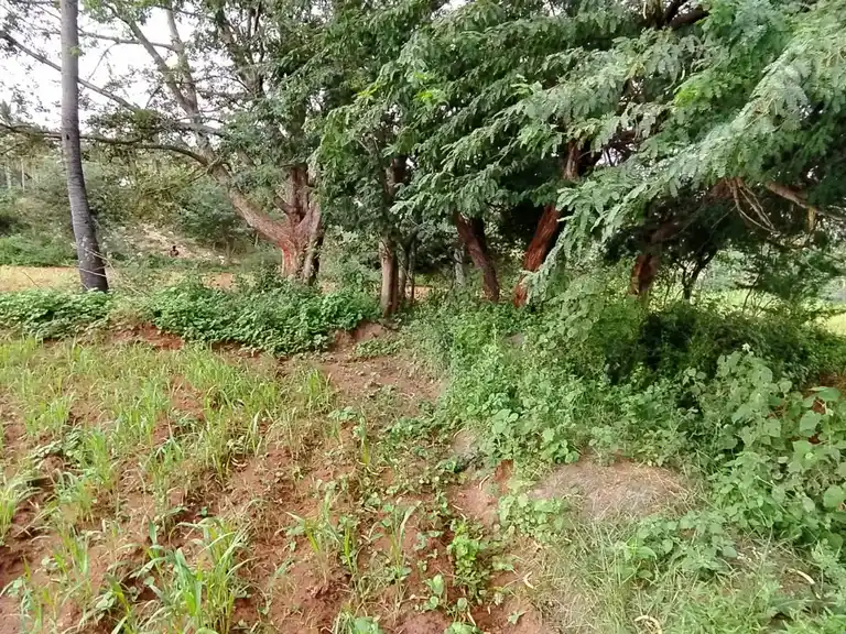 Arulmigu Sri Muthu Vinayagar Temple, Sukkampatty - 624801 அருள்மிகு ஸ்ரீமுத்துவிநாயகர் திருக்கோயில், Sukkampatty - 624801, Dindigul - Ancient Temple Architecture and History Image 2