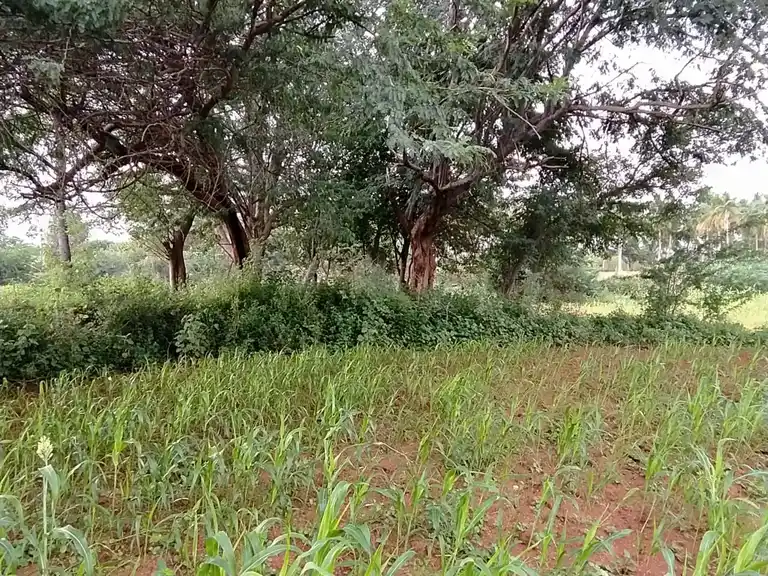 Arulmigu Sri Muthu Vinayagar Temple, Sukkampatty - 624801 அருள்மிகு ஸ்ரீமுத்துவிநாயகர் திருக்கோயில், Sukkampatty - 624801, Dindigul - Ancient Temple Architecture and History Image 3