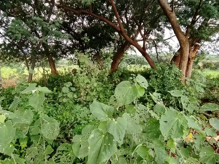 Arulmigu Sri Muthu Vinayagar Temple, Sukkampatty - 624801 அருள்மிகு ஸ்ரீமுத்துவிநாயகர் திருக்கோயில், Sukkampatty - 624801, Dindigul - Ancient Temple Architecture and History Image 4