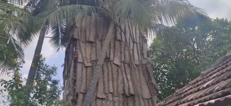 Arulmigu Subramaniya Swamy Temple, Perali - 621708 அருள்மிகு சுப்பிரமணியசுவாமி திருக்கோயில், Perali - 621708, Perambalur - Ancient Temple Architecture and History Image 5