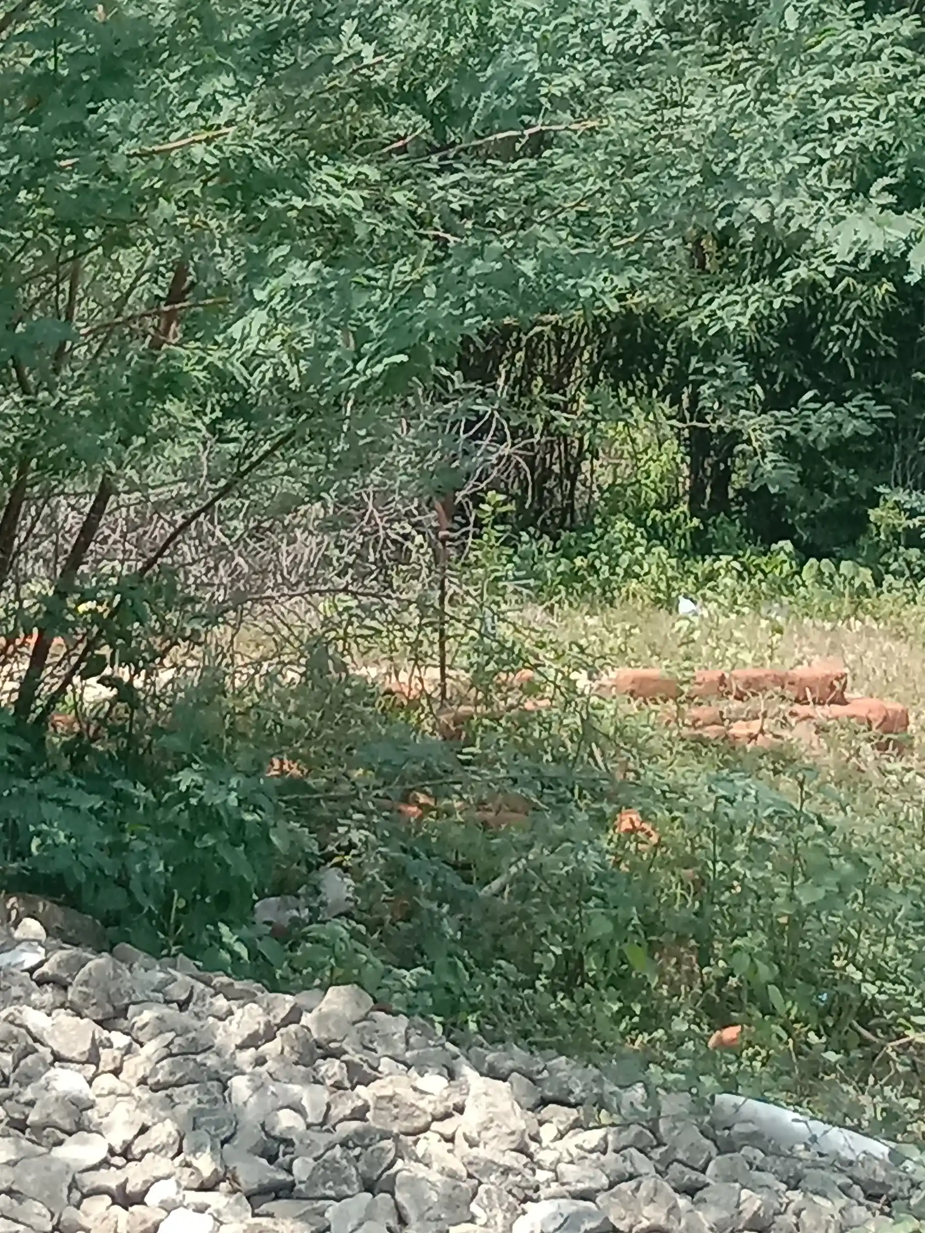 Arulmigu Subramaniyaswamy Temple, Seruvaviduthi - 614601 Temple