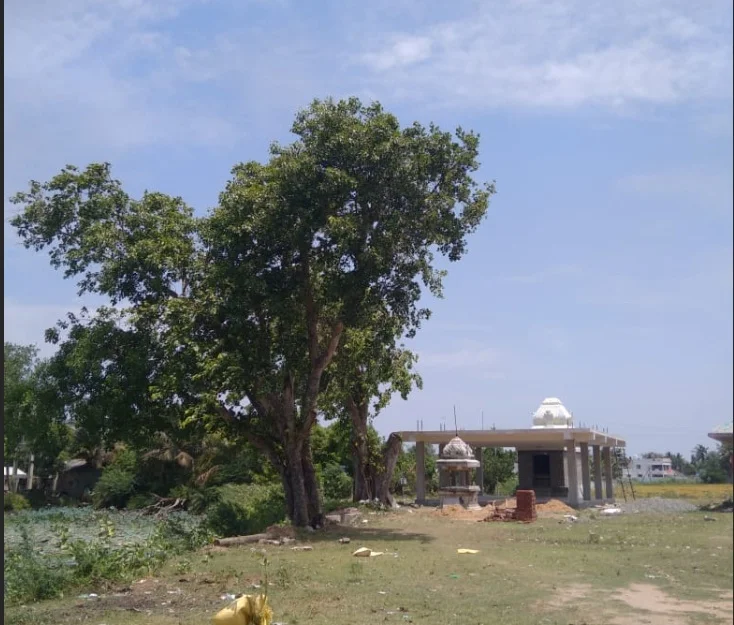 அருள்மிகு சுப்பிரமணியசுவாமி திருக்கோயில், Vattathikkottai - 614601 - Main View
