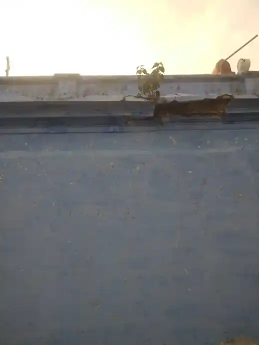 Arulmigu Sundaratchiamman Temple, Thennampatti - 628714 அருள்மிகு சுந்தராட்சியம்மன் திருக்கோயில், Thennampatti - 628714, Thoothukudi - Ancient Temple Architecture and History Image 2