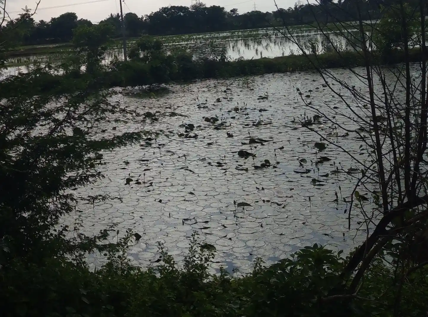 Arulmigu Sundariamman Temple, Keelakoilpathu - 614402 அருள்மிகு சுந்தரியம்மன் திருக்கோயில், கீழக்கோயில்பத்து - 614402, Thanjavur - Ancient Temple Architecture and History Image 4