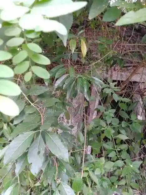 Arulmigu Sundhara Vinayagar Temple, Thenpattinam - 603305 அருள்மிகு சுந்தரவிநாயகர் திருக்கோயில், Thenpattinam - 603305, Chengalpattu - Ancient Temple Architecture and History Image 3