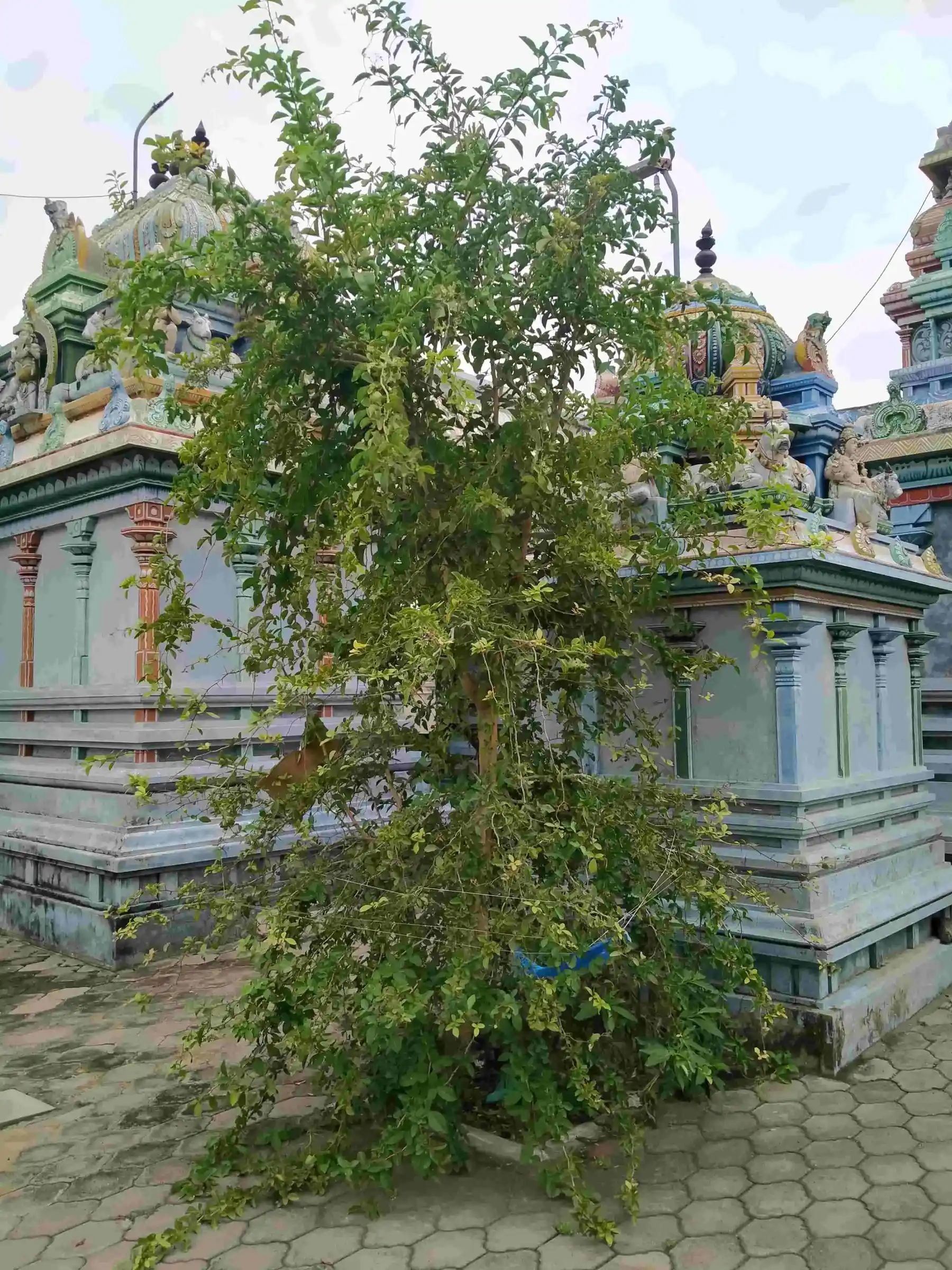 Arulmigu Suyamprakashaswamy Temple, Avanam - 614601 அருள்மிகு சுயம்பிரகாச சுவாமி திருக்கோயில், Avanam - 614601, Thanjavur - Ancient Temple Architecture and History Image 6