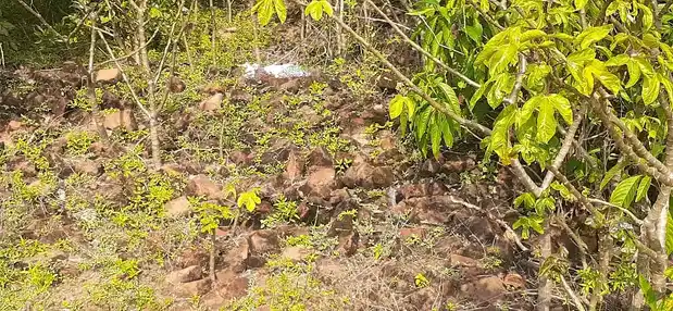 Arulmigu Swamy Natha Samy Temple, Thillaivilagam - 614706 அருள்மிகு சுவாமிநாதசுவாமி திருக்கோயில், Thillaivilagam - 614706, Thiruvarur - Ancient Temple Architecture and History Image 2