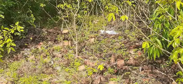 Arulmigu Swamy Natha Samy Temple, Thillaivilagam - 614706 அருள்மிகு சுவாமிநாதசுவாமி திருக்கோயில், Thillaivilagam - 614706, Thiruvarur - Ancient Temple Architecture and History Image 3