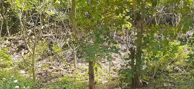 Arulmigu Swamy Natha Samy Temple, Thillaivilagam - 614706 அருள்மிகு சுவாமிநாதசுவாமி திருக்கோயில், Thillaivilagam - 614706, Thiruvarur - Ancient Temple Architecture and History Image 4