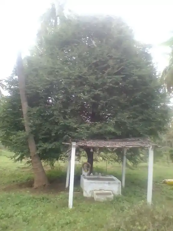 Arulmigu Thanasiappar Temple, Arthanaripalayam - 642007 அருள்மிகு தன்னாசியப்பர் திருக்கோயில், அர்தநாரிபாளையம் - 642007, Coimbatore - Ancient Temple Architecture and History Image 4