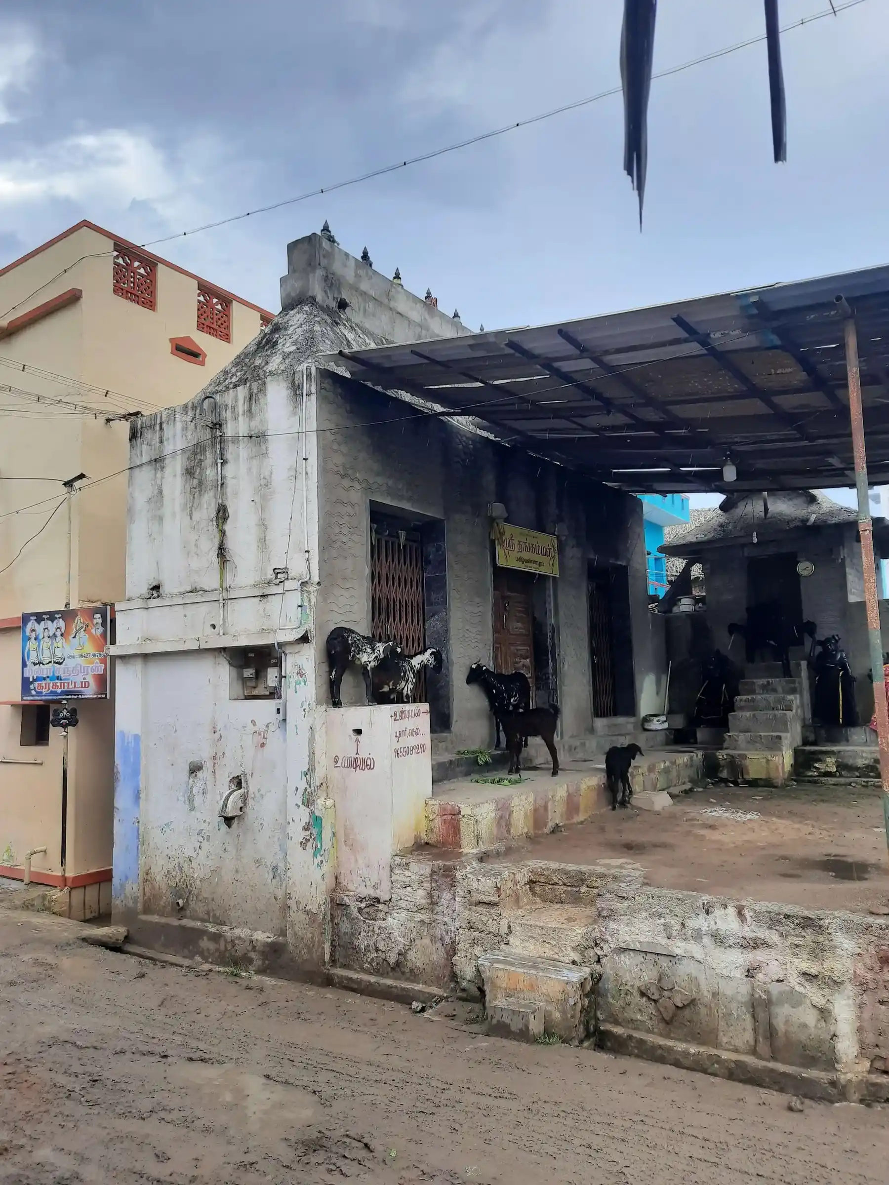 Arulmigu Thangamman And Panaiyadi Sudalaimadasamy Temple, Tirunelveli - 627006 அருள்மிகு தங்கம்மன் மற்றும் பனையடி சுடலைமாடசுவாமி திருக்கோயில், Tirunelveli - 627006, Tirunelveli - Ancient Temple Architecture and History Image 3