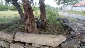 Arulmigu Thanneerpandal Dharmam, Muthampalayam - 638812 அருள்மிகு தண்ணீர்பந்தல்தர்மம், முத்தம்பாளையம் தர்மம், Muthampalayam - 638812, Tiruppur - Ancient Temple Architecture and History Image 3