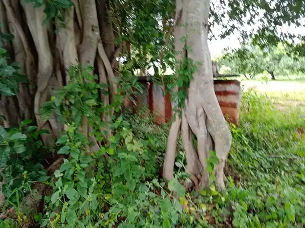 Arulmigu Thedukaragam Temple, Bikkanahalli - 636808 அருள்மிகு தேடு கரகம் திருக்கோயில், Bikkanahalli - 636808, Dharmapuri - Ancient Temple Architecture and History Image 7