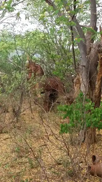 Arulmigu Thekkamalai Kannimar Temple, Karupur - 621305 Arulmigu Thekkamalai kannimar Temple, Karupur - 621305, Thiruchirappalli - Ancient Temple Architecture and History Image 3