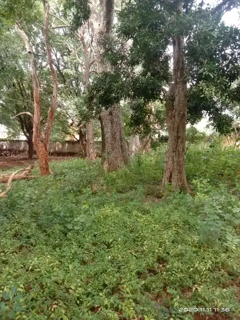 Arulmigu Thethampatti Oorkaval Swamy Temple, Sirugudi - 624402 அருள்மிகு தேத்தாம்பட்டி ஊர்காவல் சாமி திருக்கோயில், Sirugudi - 624402, Dindigul - Ancient Temple Architecture and History Image 2