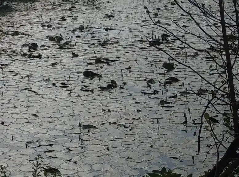 Arulmigu Thibai Vinayagar Temple, Ammapettai - 614401 அருள்மிகு தீபாய் விநாயகர் திருக்கோயில், அம்மாப்பேட்டை, அம்மாப்பேட்டை - 614401, Thanjavur - Ancient Temple Architecture and History Image 5