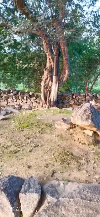 Arulmigu Thimmarayaswamy Temple, Appinayakanpatti, Appinaickampatti - 635207 அருள்மிகு திம்மராயசாமி திருக்கோயில், Appinayakanpatti, Appinaickampatti - 635207, Krishnagiri - Ancient Temple Architecture and History Image 3