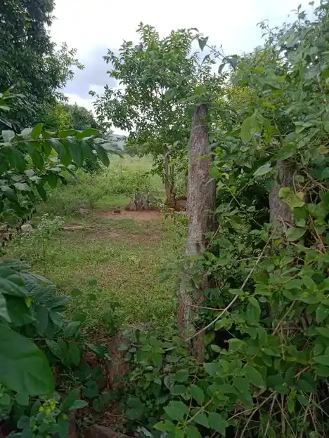 Arulmigu Thimmarayaswamy Temple, Bevuhalli - 636808 Arulmigu Thimmarayaswamy Temple, Bevuhalli - 636808, Dharmapuri - Ancient Temple Architecture and History Image 3