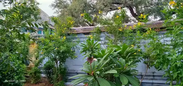 Arulmigu Thindeeswarar Temple, Alangiyam, Dharapuram - 638657 அருள்மிகு திண்டீஸ்வரர் மற்றும் வீரவிநாயகர் திருக்கோயில், Alangiyam, Dharapuram - 638657, Tiruppur - Ancient Temple Architecture and History Image 2