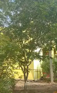 Arulmigu Thiripurasundari Amman Temple, Pudiyamputtur - 628402 அருள்மிகு திரிபுரசுந்தரி அம்மன் திருக்கோயில், Pudiyamputtur - 628402, Thoothukudi - Ancient Temple Architecture and History Image 4