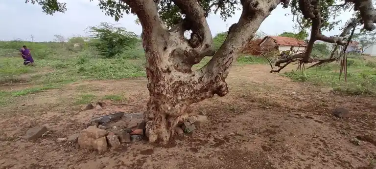 Arulmigu Thothiyathal Periyaswamy Temple, Kallivalasu - 638657 அருள்மிகு தொட்டியாத்தாள் பெரியசாமி திருக்கோயில், மோளரப்பட்டு, கள்ளிவலசு - 638657, Tiruppur - Ancient Temple Architecture and History Image 4