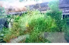 Arulmigu Thotiyodu Perumal Madam Matrum Pillayar Temple, Thiruvananthapuram Road, Thotiyodu - 629180 Arulmigu Thotiyodu Perumal Madam Matrum Pillayar Temple, Thiruvananthapuram Road, Thotiyodu - 629180, Kanyakumari - Ancient Temple Architecture and History Image 4