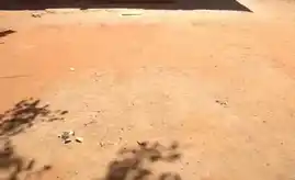 Arulmigu Uchinimahaliyamman Temple, -, Kaduvetti - 627202 அருள்மிகு உச்சினிமாகாளியம்மன் திருக்கோயில், -, Kaduvetti - 627202, Tenkasi - Ancient Temple Architecture and History Image 3