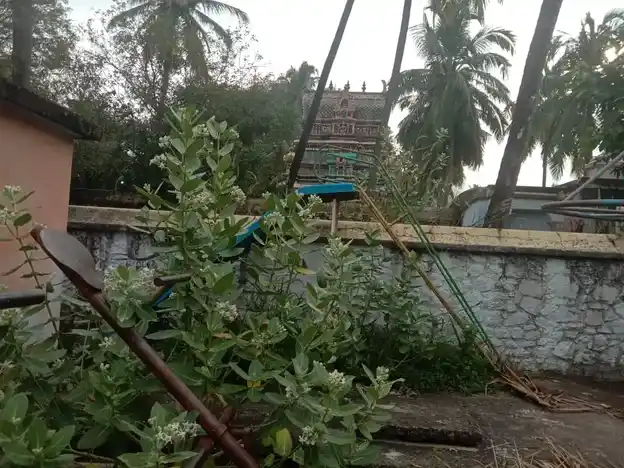 Arulmigu Umayeeswaramudaiya Nainar Temple, Thuvarankadu, Boothapandi - 629852 Arulmigu Umayeeswaramudaiya Nainar Temple, Thuvarankadu, Boothapandi - 629852, Kanyakumari - Ancient Temple Architecture and History Image 3