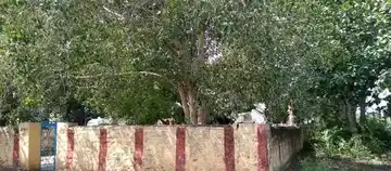 Arulmigu Unjaladi Pattappasamy Thirukoil, P.Mettupalayam - 638315 Temple