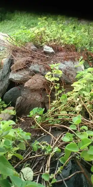 Arulmigu Unnamalaiyamman Temple, Aalanur - 606401 அருள்மிகு உண்ணாமலையம்மன் திருக்கோயில், Aalanur - 606401, Kallakurichi - Ancient Temple Architecture and History Image 4