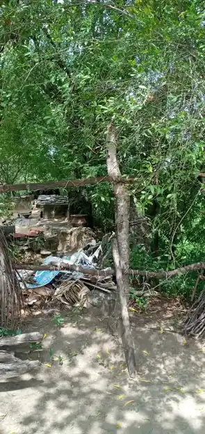 Arulmigu Uuchinimahaliamman Temple, Packiyaneri, Boothapandi - 629852 Arulmigu Uuchinimahaliamman Temple, Packiyaneri, Boothapandi - 629852, Kanyakumari - Ancient Temple Architecture and History Image 2