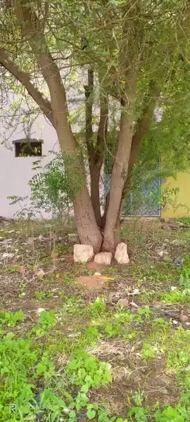 Arulmigu Vadakkuvachselliamman Temple, South, Kulathur - 628903 அருள்மிகு வடக்குவாச்செல்லியம்மன் திருக்கோயில், South, Kulathur - 628903, Thoothukudi - Ancient Temple Architecture and History Image 3