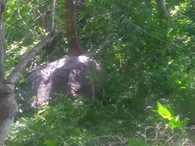 Arulmigu Vadkkuvasal Selliamman Temple, Ponthugampatti - 625503