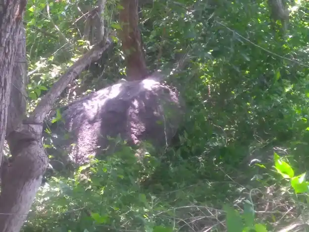 Arulmigu Vadkkuvasal Selliamman Temple, Ponthugampatti - 625503 அருள்மிகு வடக்குவாசல் செல்லாயிஅம்மன் திருக்கோயில், Ponthugampatti, Ponthugampatti - 625503, Madurai - Ancient Temple Architecture and History Image 2