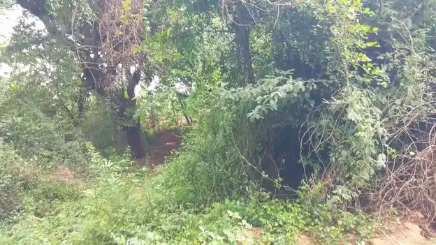 Arulmigu Vadukachiamman Temple, Melakarupur - 621707 Temple