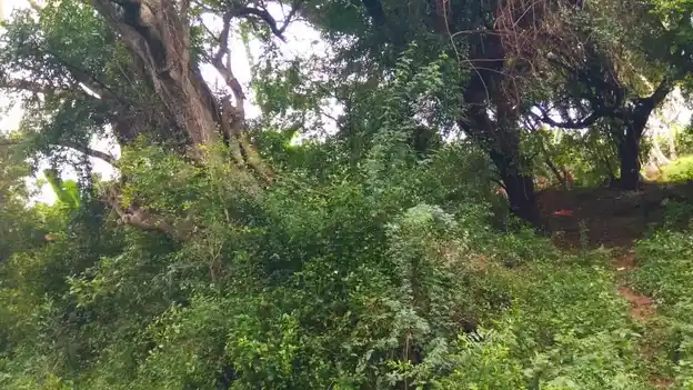 Arulmigu Vadukachiamman Temple, Melakarupur - 621707 அருள்மிகு வடுகச்சிஅம்மன் திருக்கோயில், Melakarupur - 621707, Ariyalur - Ancient Temple Architecture and History Image 3