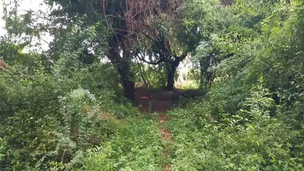 Arulmigu Vadukachiamman Temple, Melakarupur - 621707 அருள்மிகு வடுகச்சிஅம்மன் திருக்கோயில், Melakarupur - 621707, Ariyalur - Ancient Temple Architecture and History Image 4