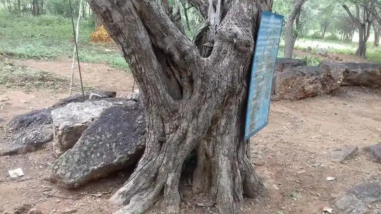 Arulmigu Valli Amman Temple, Kambiliyampatti - 624306 அருள்மிகு வள்ளியம்மன் திருக்கோயில், Kambiliyampatti - 624306, Dindigul - Ancient Temple Architecture and History Image 3