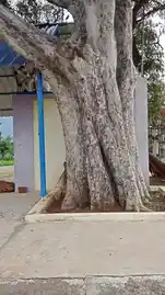 Arulmigu Vallimoorthi Vinayagar Temple, Murungampatti - 621008 Arulmigu Vallimoorthi Vinayagar Temple, Murungampatti - 621008, Thiruchirappalli - Ancient Temple Architecture and History Image 4